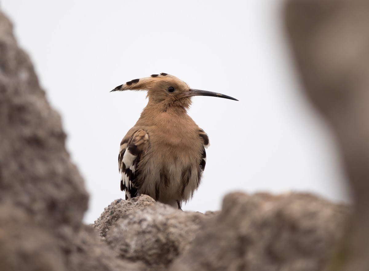 Eurasian Hoopoe - ML322055931