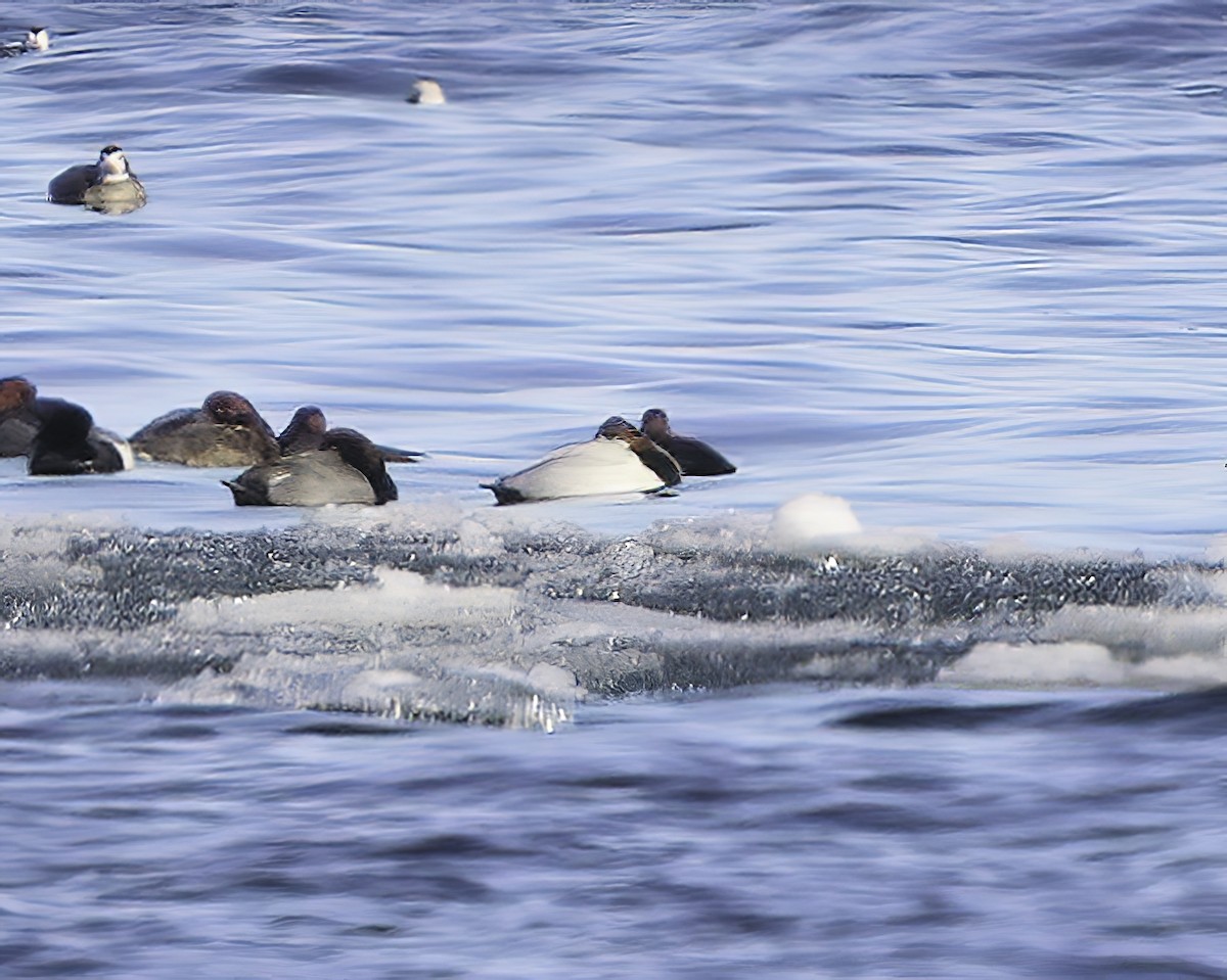 Canvasback - ML322056151