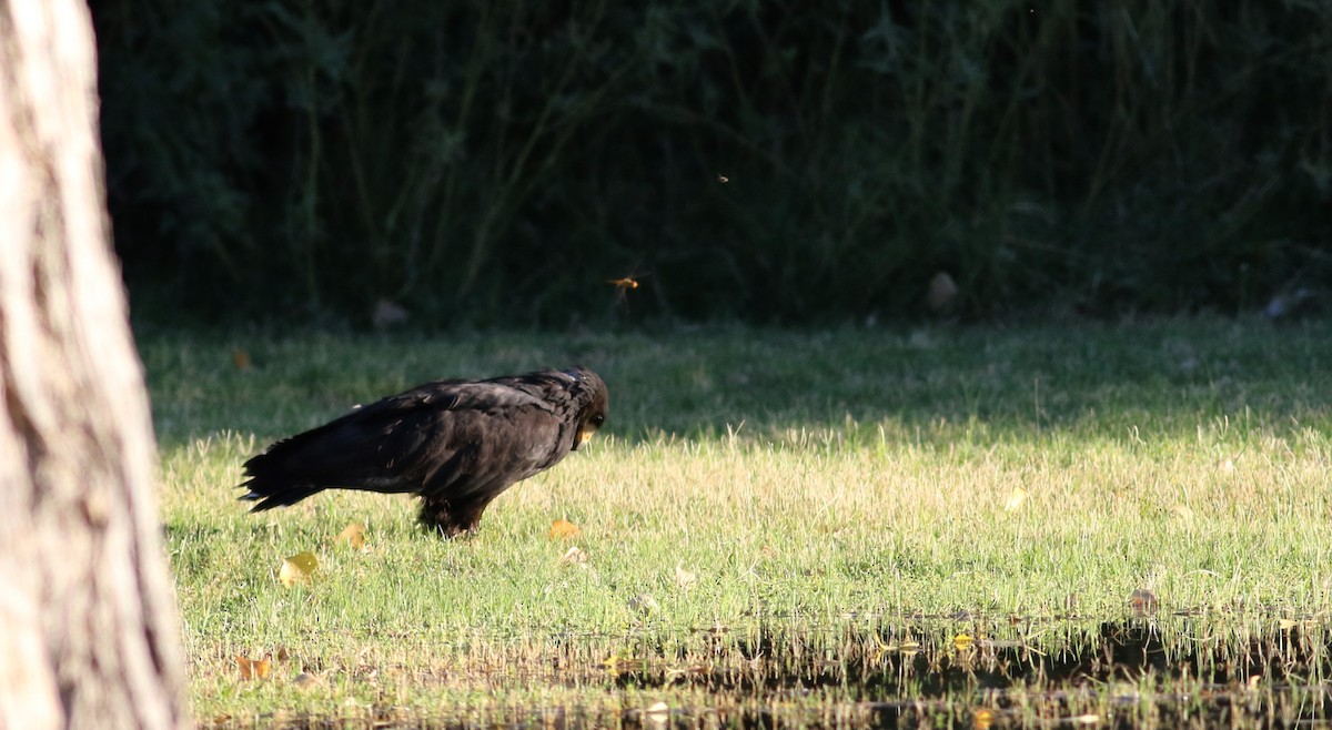 Krabbenbussard (anthracinus/utilensis) - ML32205871