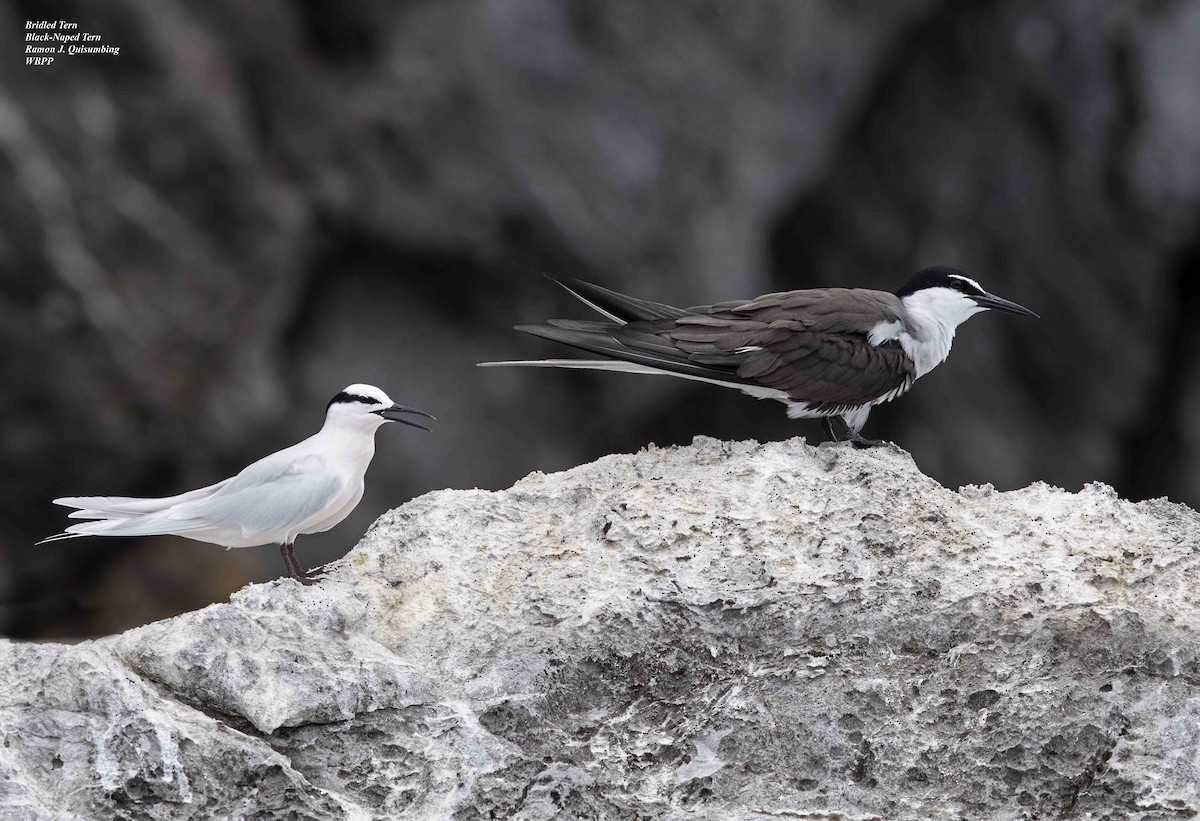 Black-naped Tern - Ramon Quisumbing