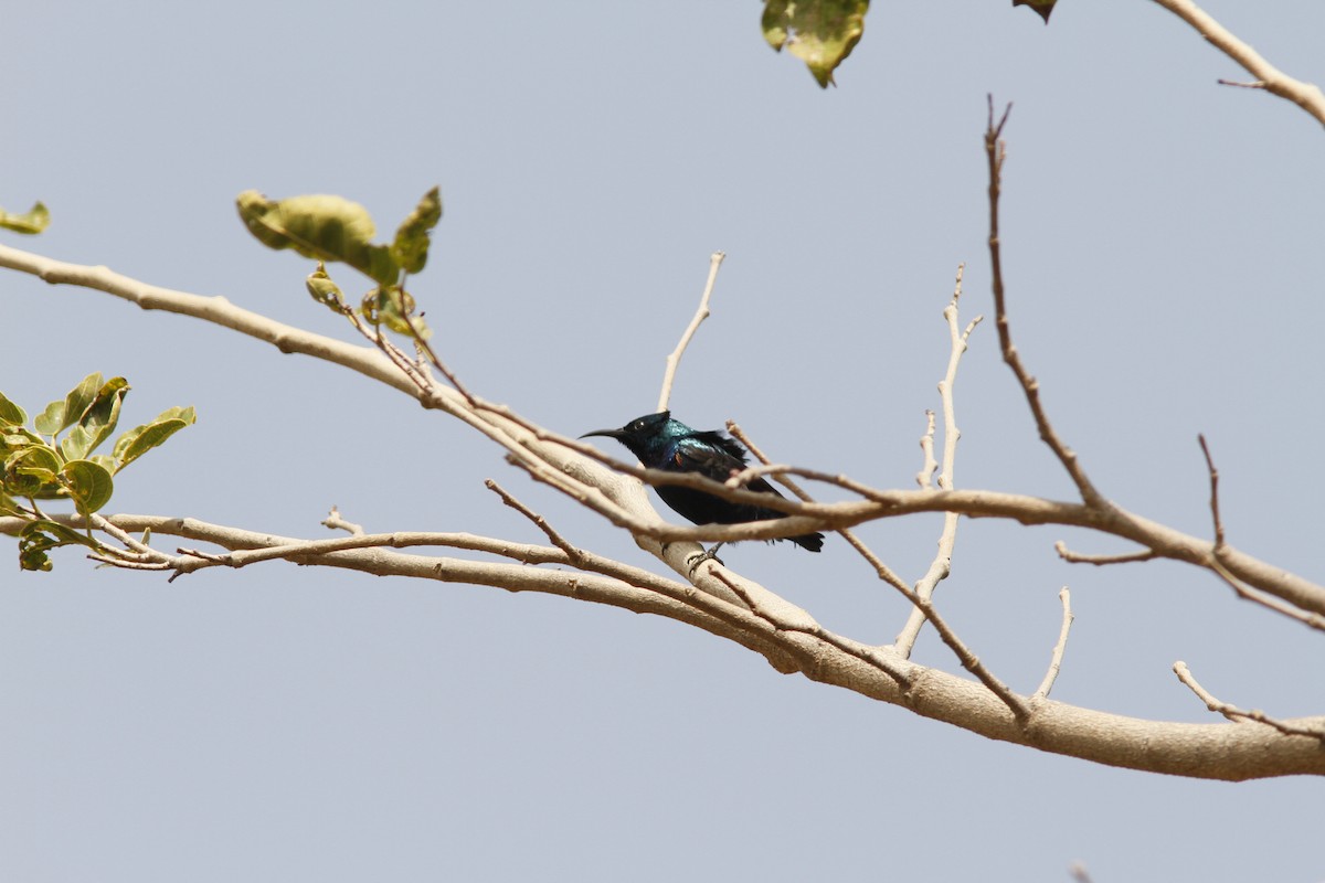 Purple Sunbird - PANKAJ GUPTA