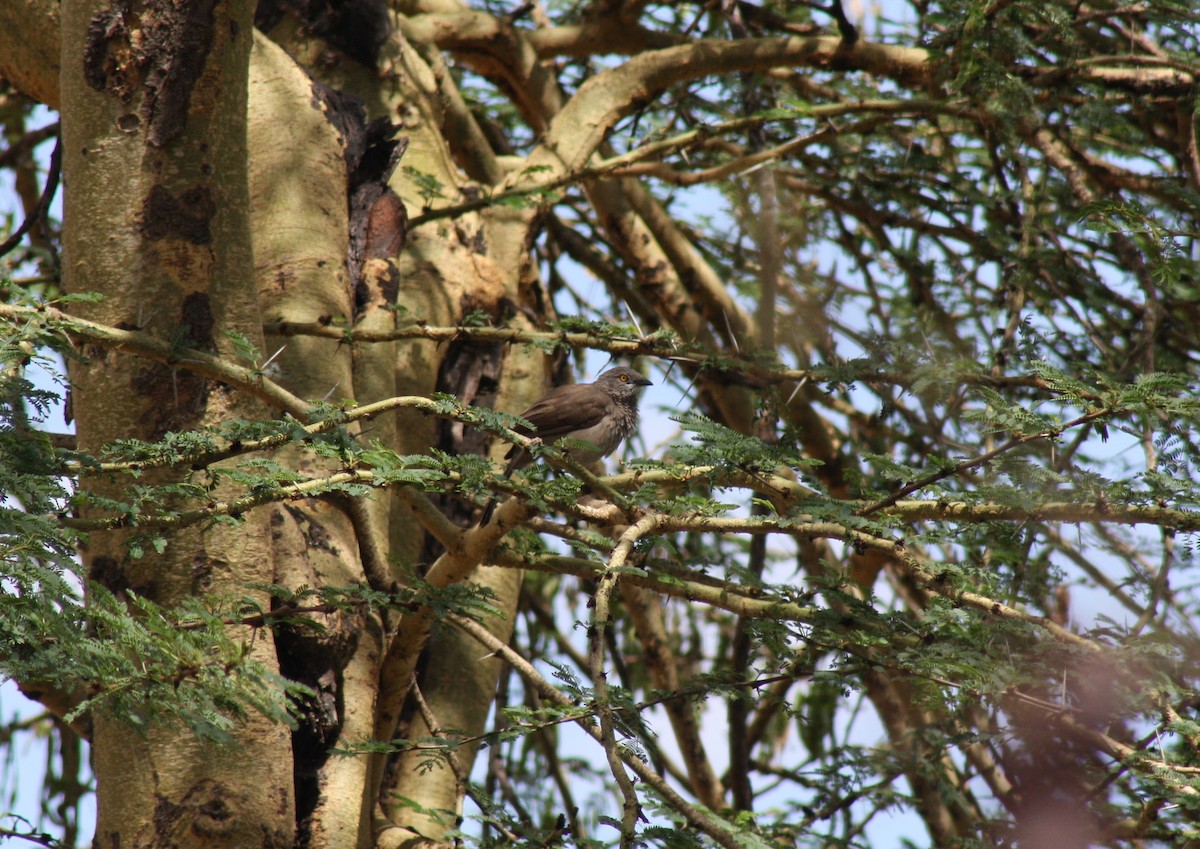 Brown Babbler - ML32206021