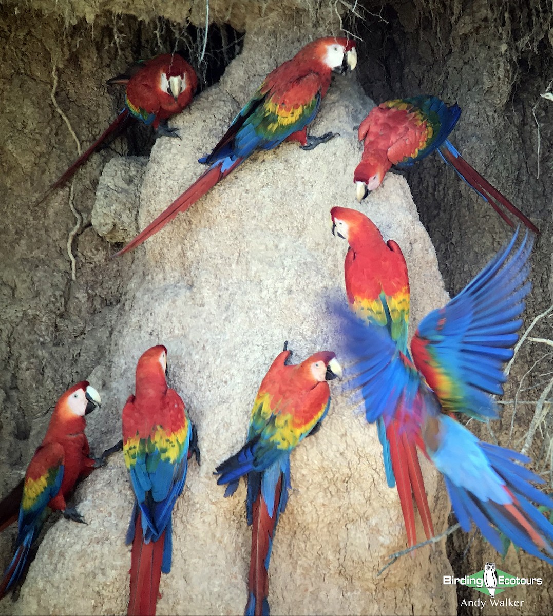 Scarlet Macaw - ML322060361