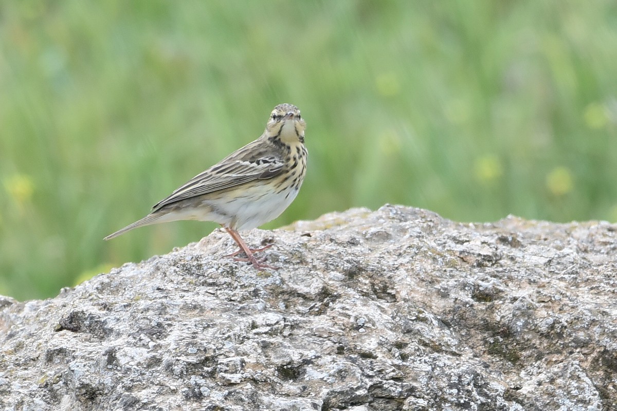 Baumpieper - ML322061051