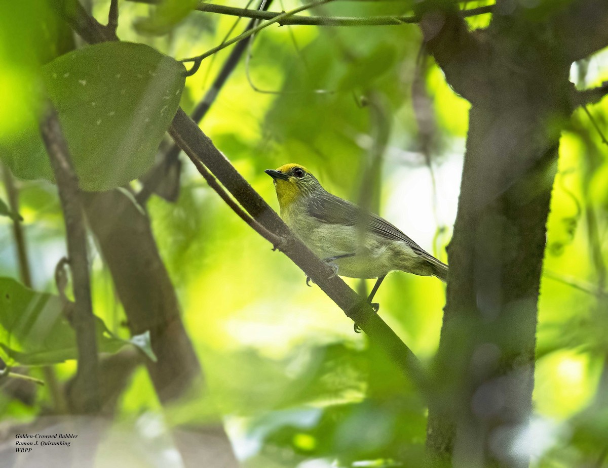 Golden-crowned Babbler - Ramon Quisumbing