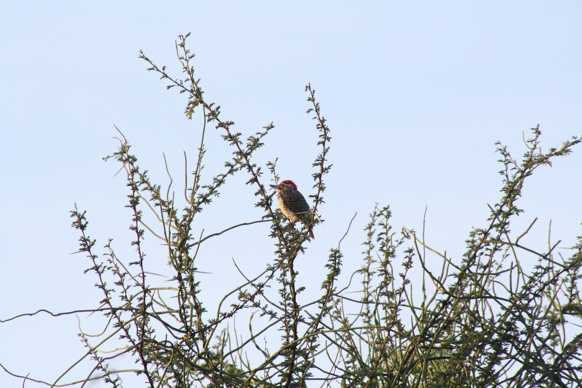 Nubian Woodpecker - ML32206511
