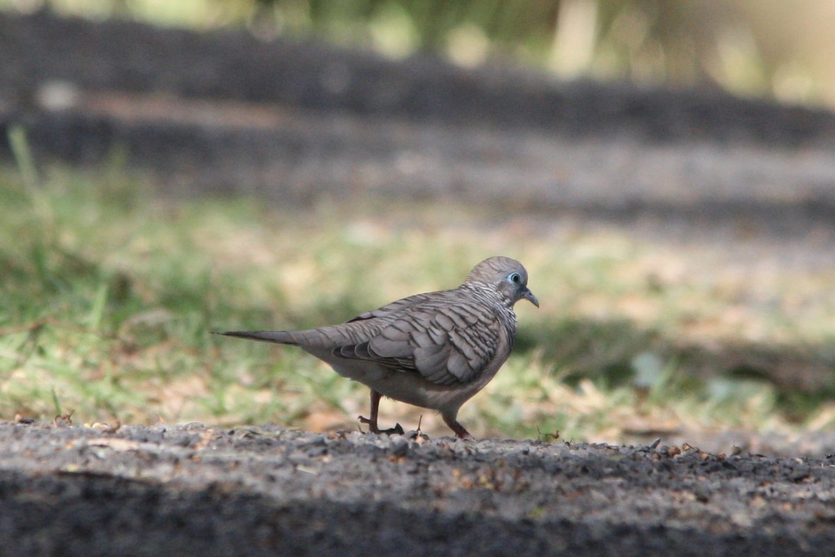 Peaceful Dove - ML322065231