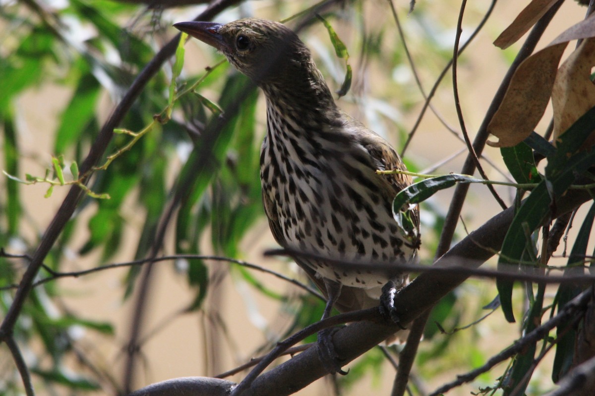 Olive-backed Oriole - ML322065341