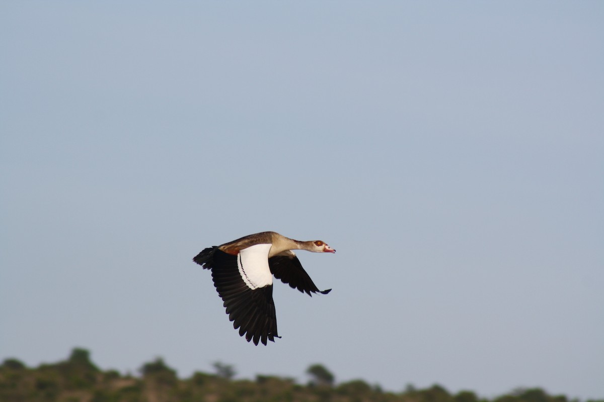 Egyptian Goose - David Weber