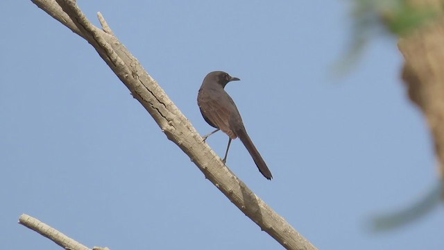 Black Scrub-Robin - ML322066681