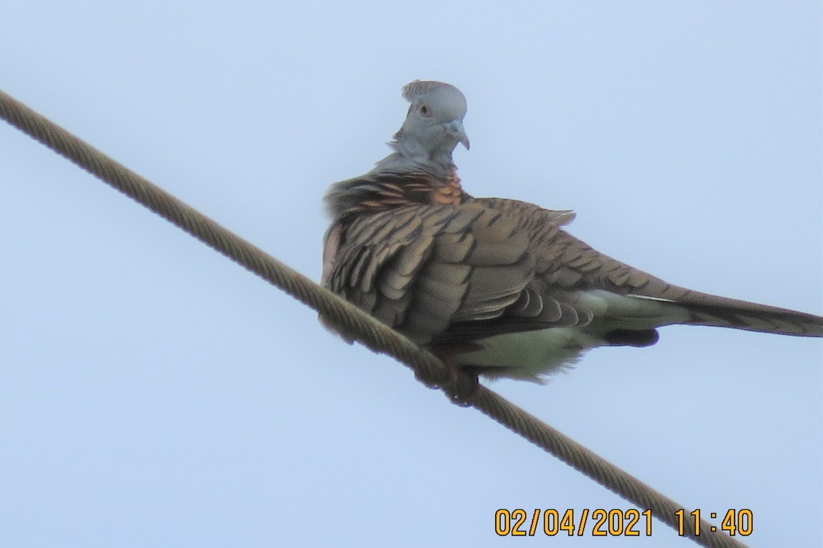 Bar-shouldered Dove - ML322067151