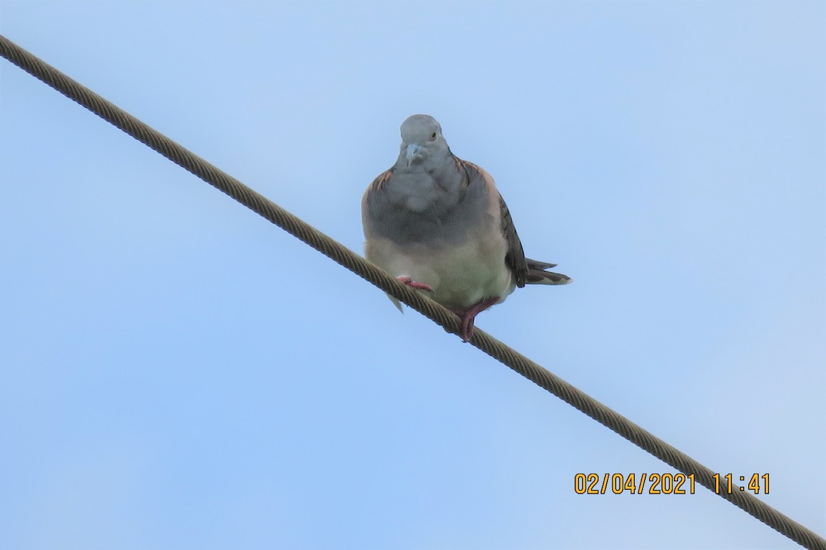 Bar-shouldered Dove - ML322067171