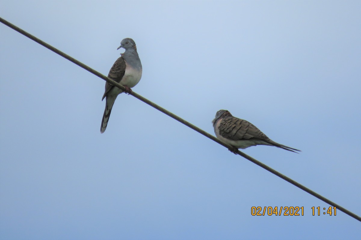 Bar-shouldered Dove - ML322067181