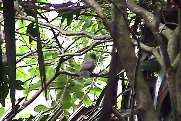 Seychelles Parrot - Josep del Hoyo