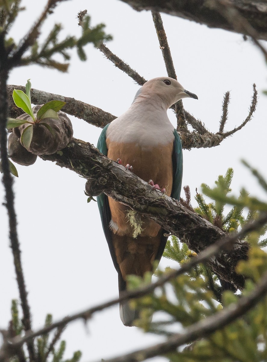 Cinnamon-bellied Imperial-Pigeon - ML322067861