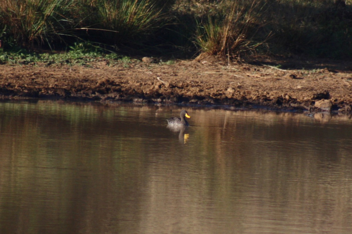 Yellow-billed Duck - ML32206941