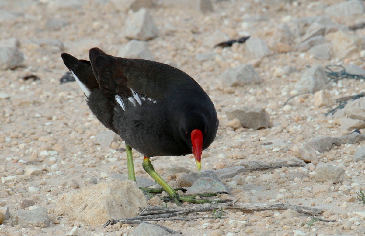 Uroilo arrunta - ML322070901