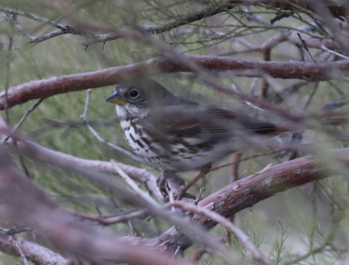 Fox Sparrow - ML322076461