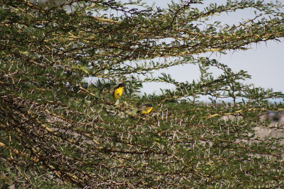 Baglafecht Weaver - ML32207691