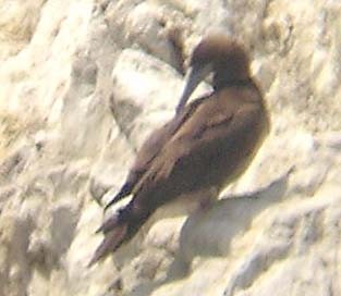 Brown Booby - ML32207921