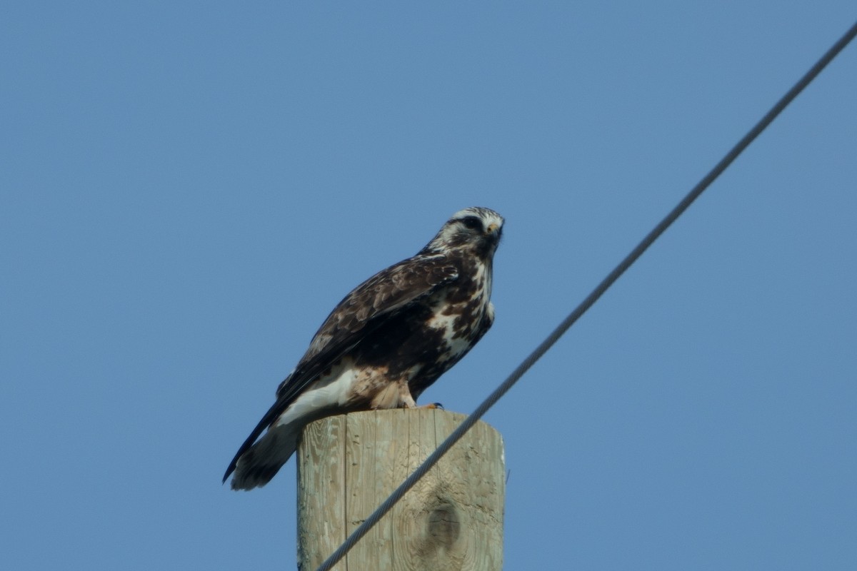 Rough-legged Hawk - ML322079751