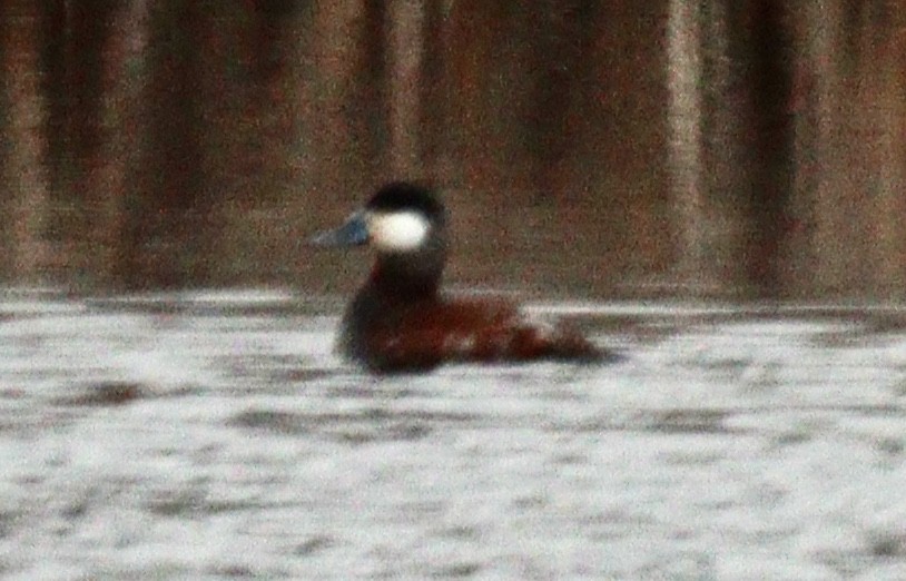 Ruddy Duck - ML322080271