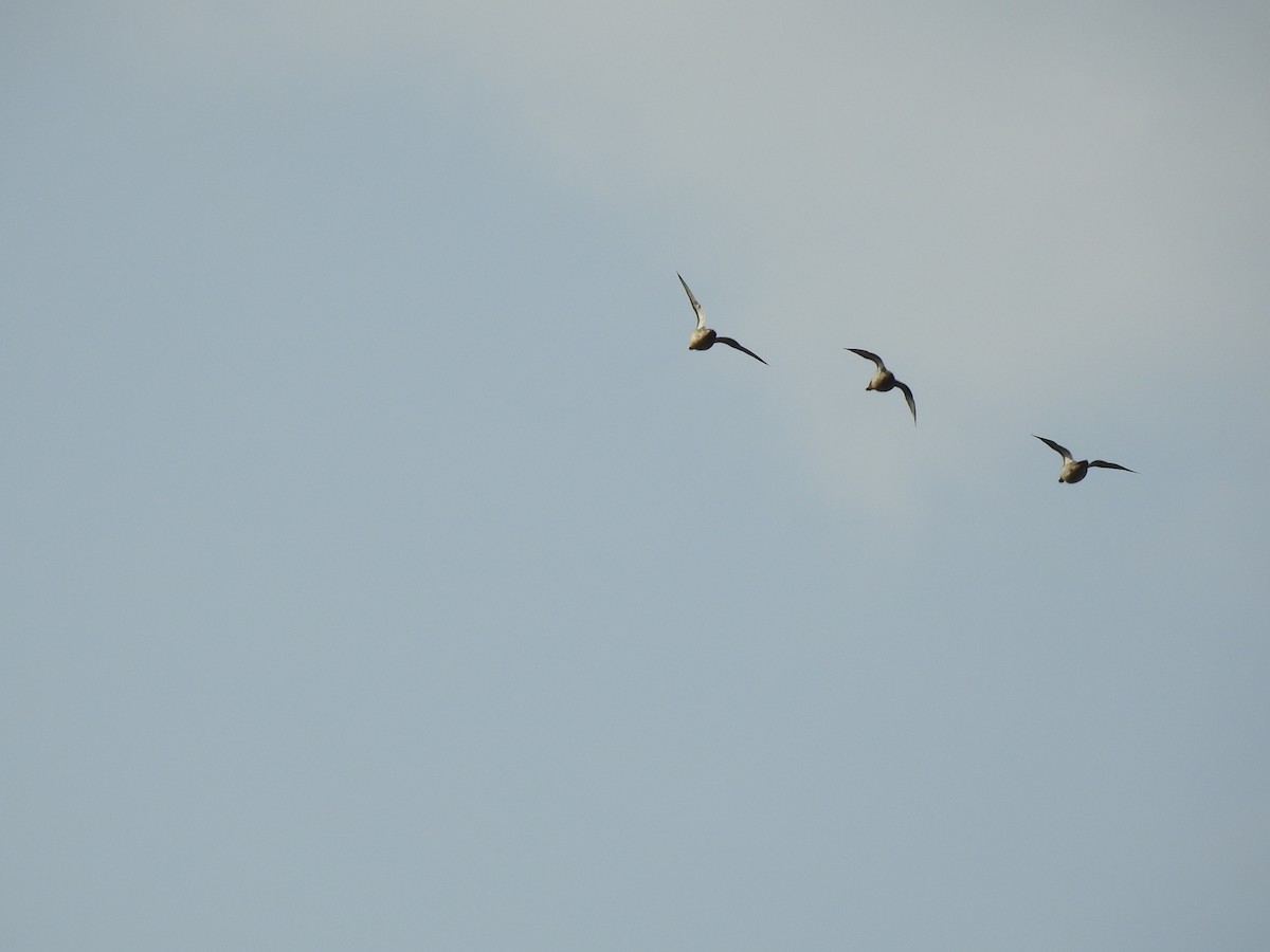 Garganey/Green-winged Teal - ML322080301