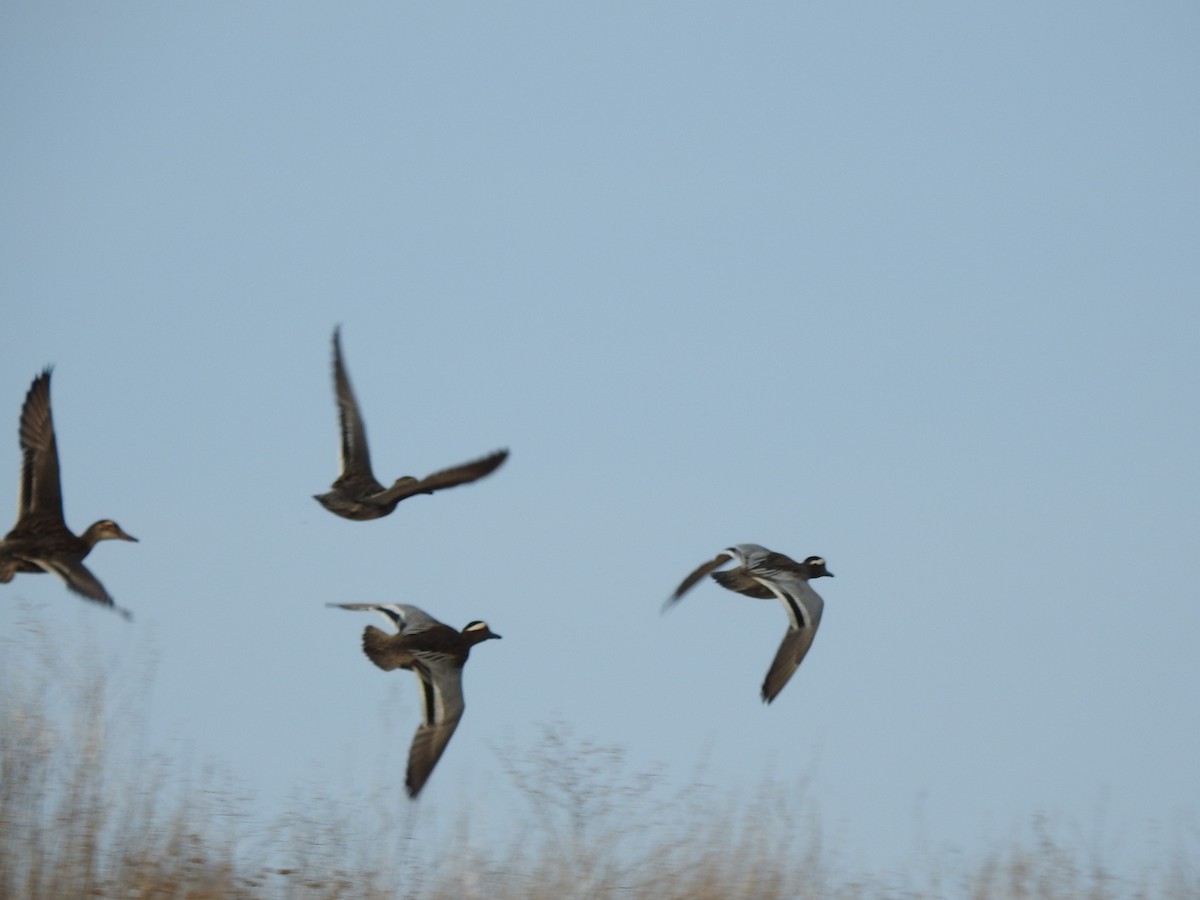 Garganey/Green-winged Teal - ML322080311