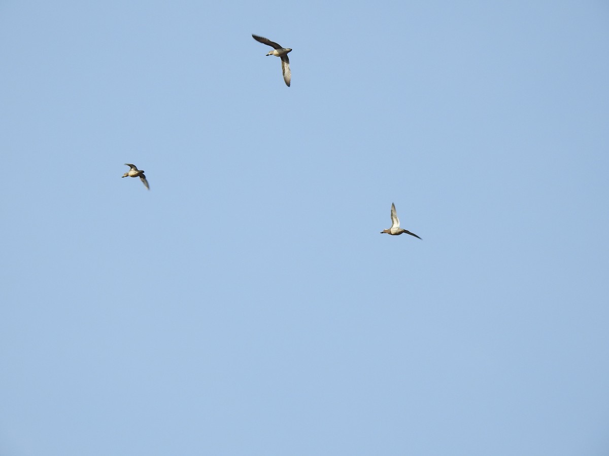 Garganey/Green-winged Teal - ML322080321