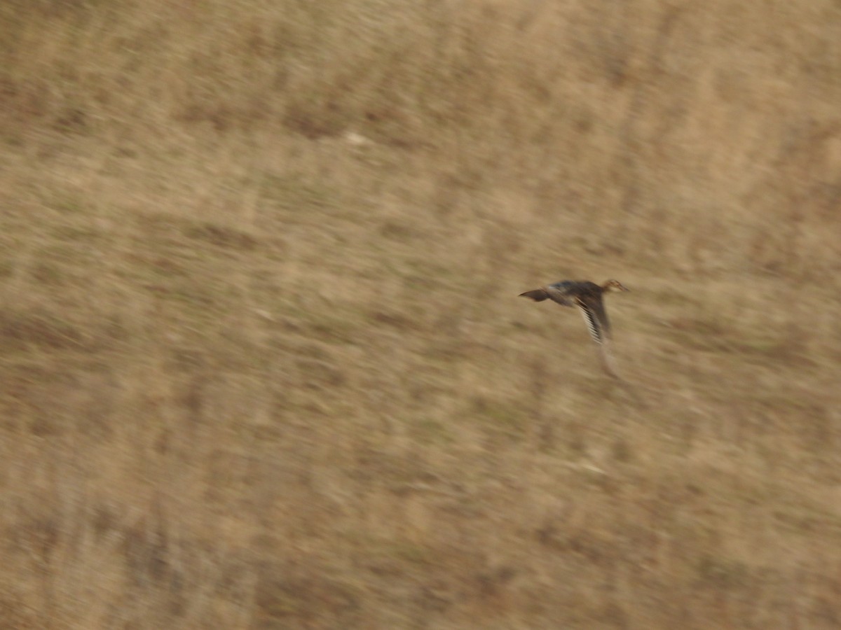 Garganey/Green-winged Teal - ML322080331