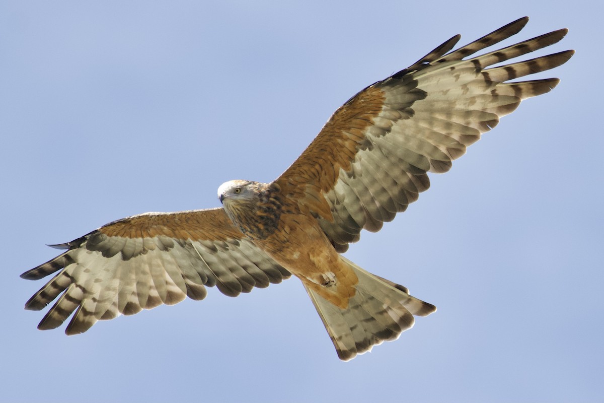 Square-tailed Kite - ML322081361