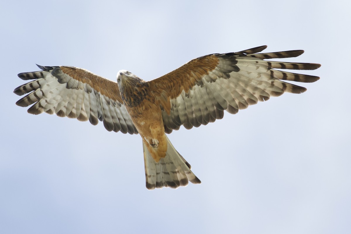 Square-tailed Kite - ML322081371