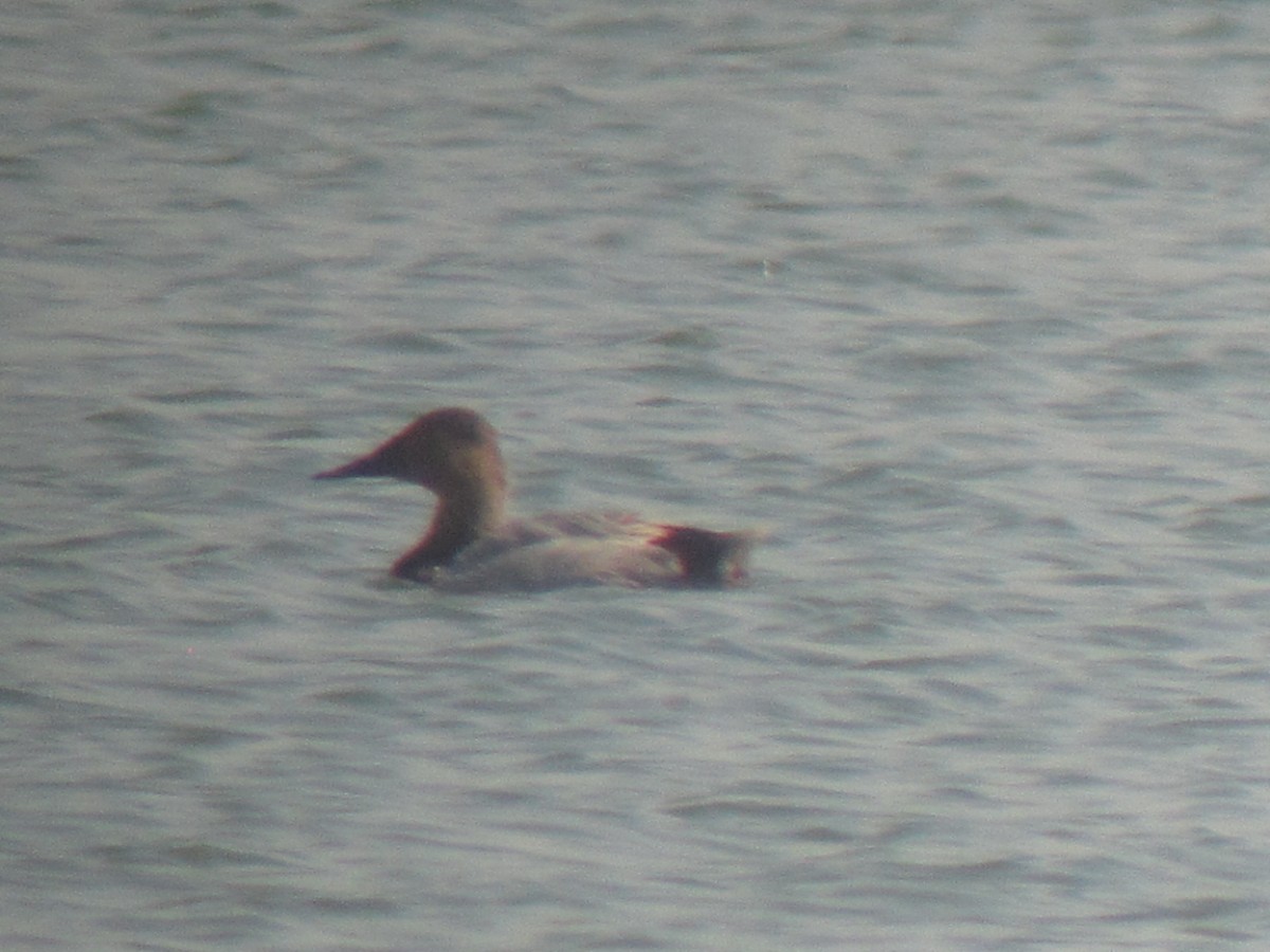 Canvasback - ML32208141