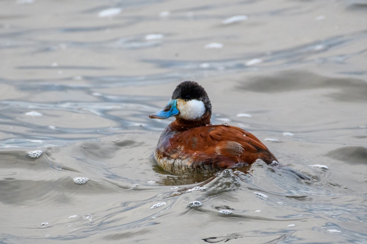 Ruddy Duck - Peter DeStefano