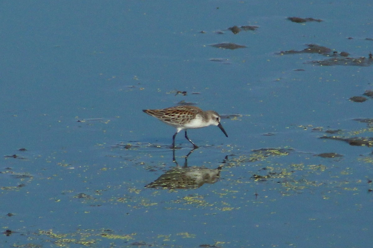 Western Sandpiper - ML32208251