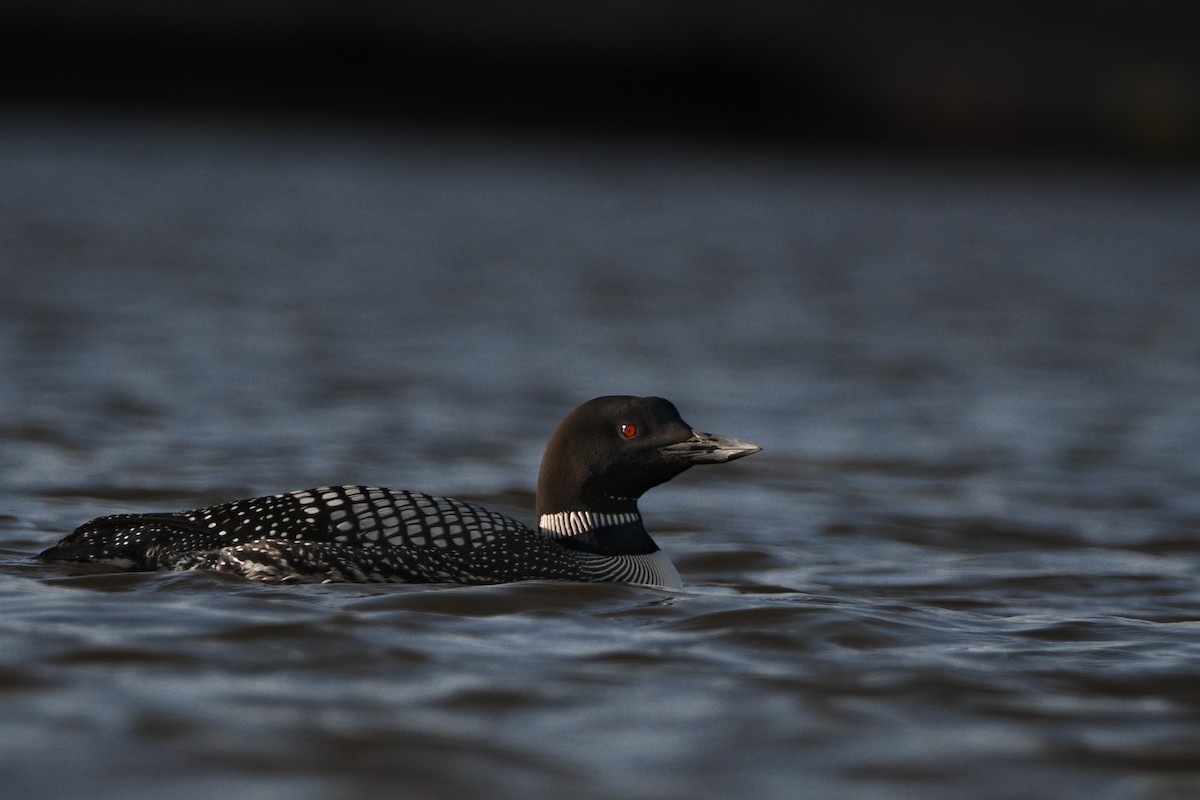 Common Loon - Noah Price