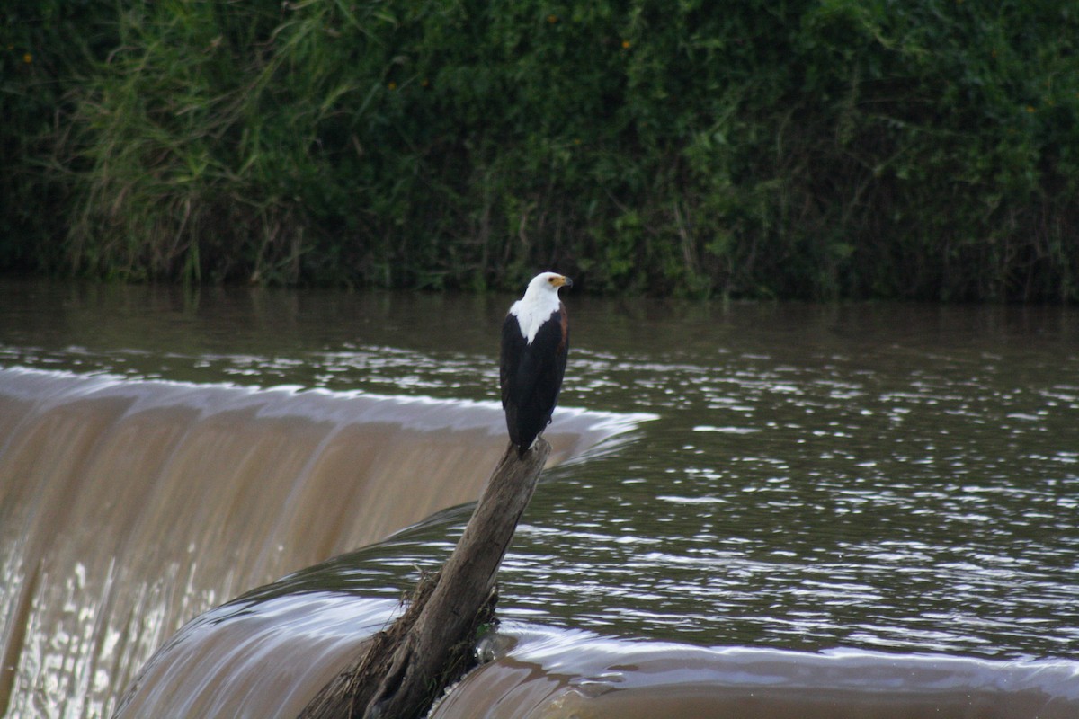 African Fish-Eagle - ML32208321