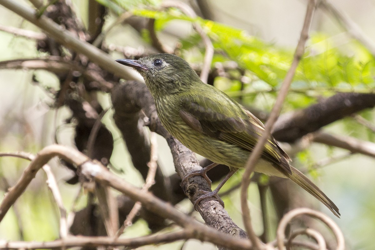 Olive-striped Flycatcher - Oswaldo Hernández Sánchez