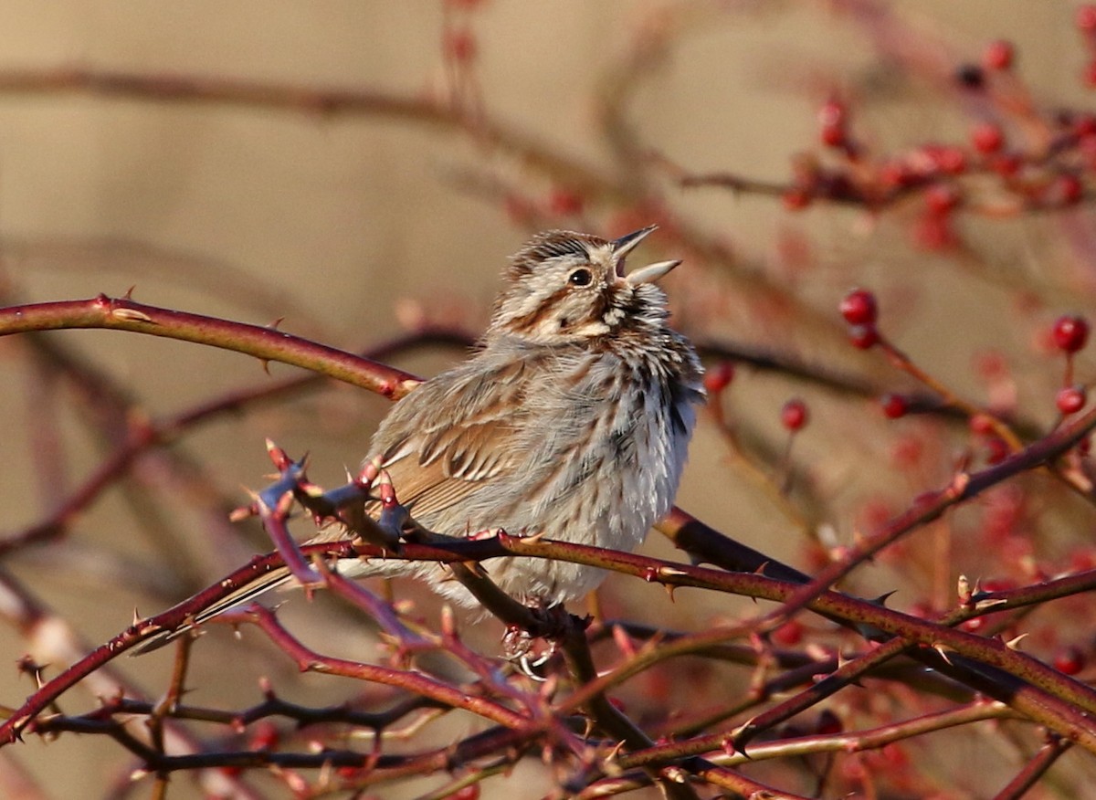 Song Sparrow - ML322084491