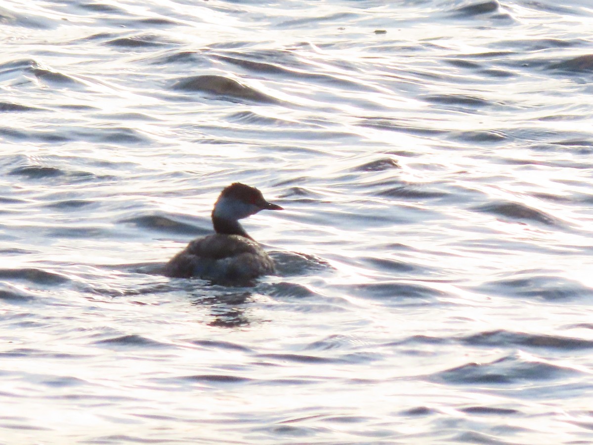 Horned Grebe - ML322084751