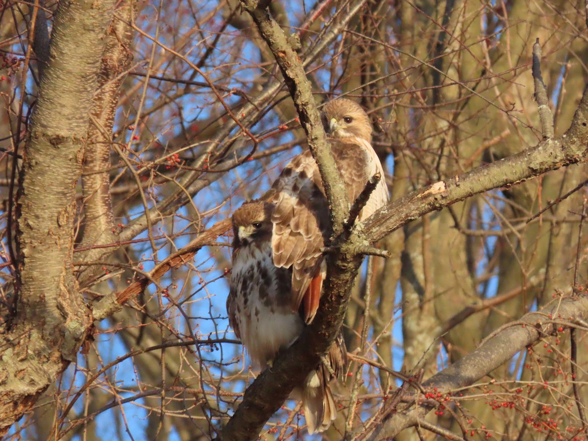 Red-tailed Hawk - ML322084761