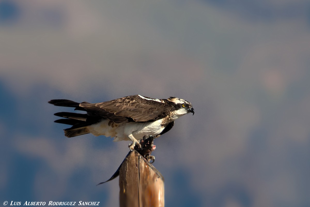 Osprey - ML322085301