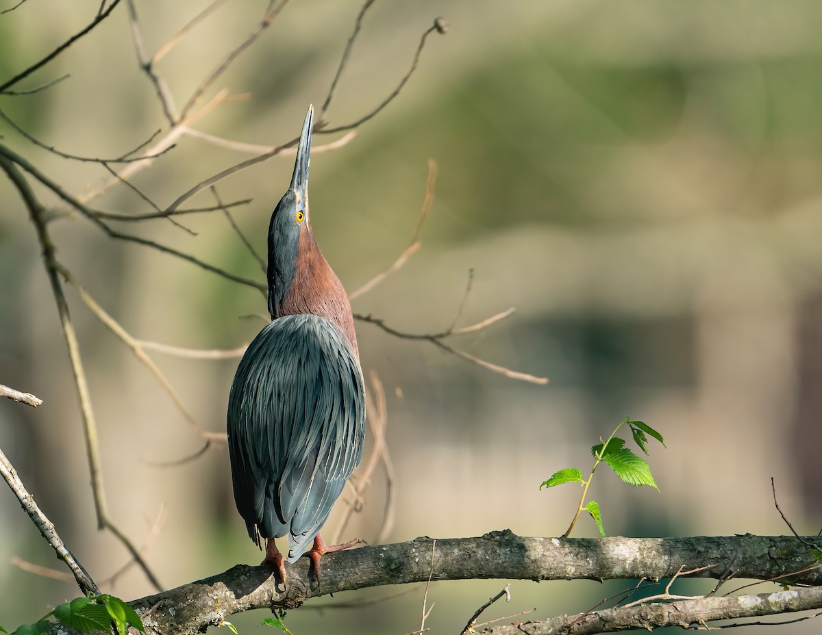 Green Heron - ML322088971