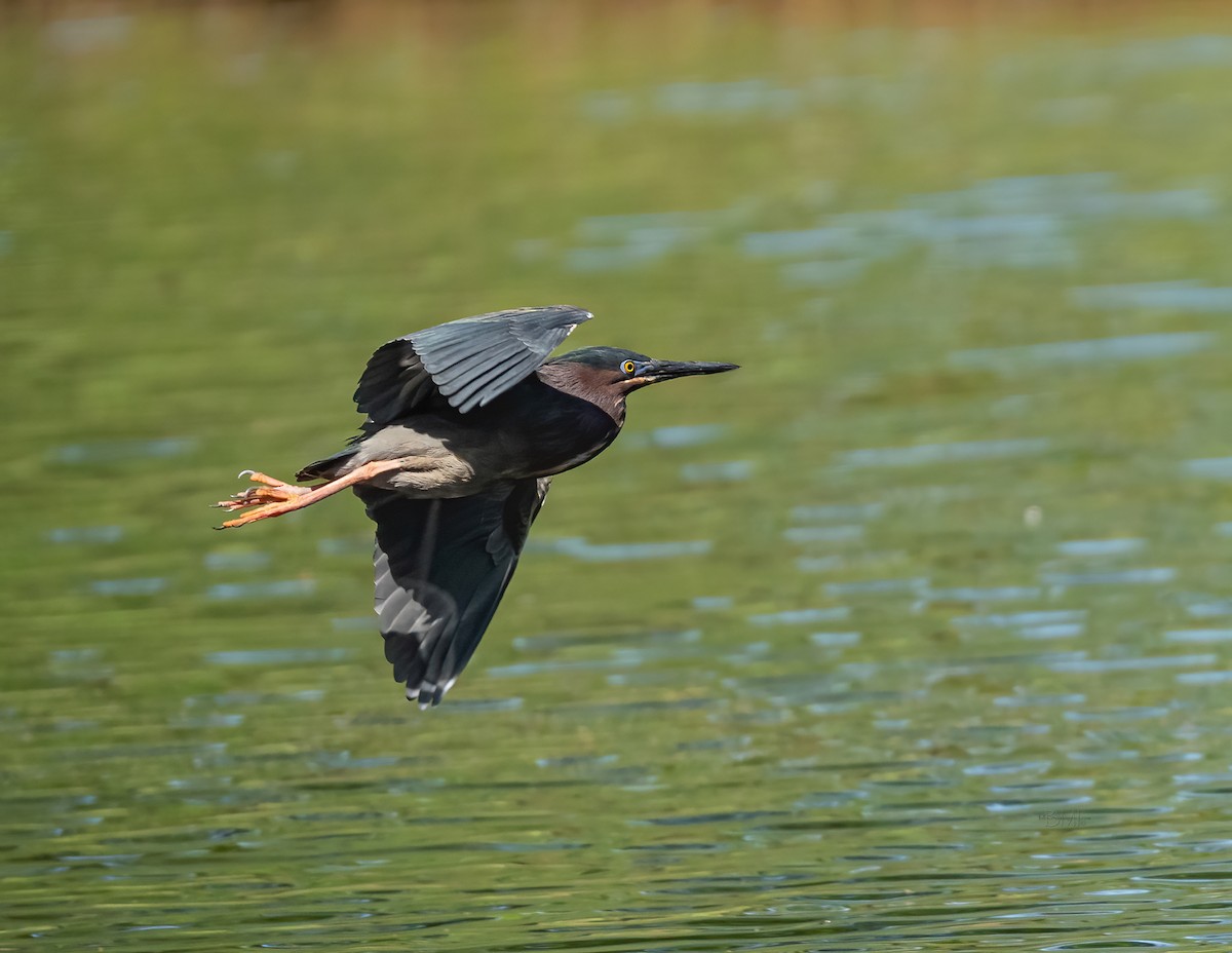 Green Heron - ML322088981