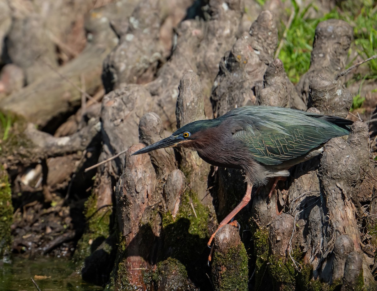 Green Heron - ML322088991