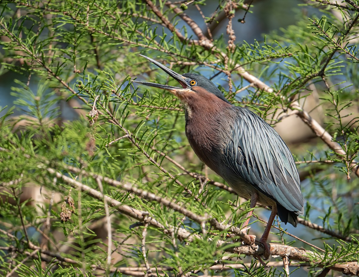 Green Heron - ML322089001