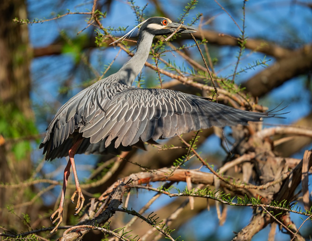Yellow-crowned Night Heron - ML322089071