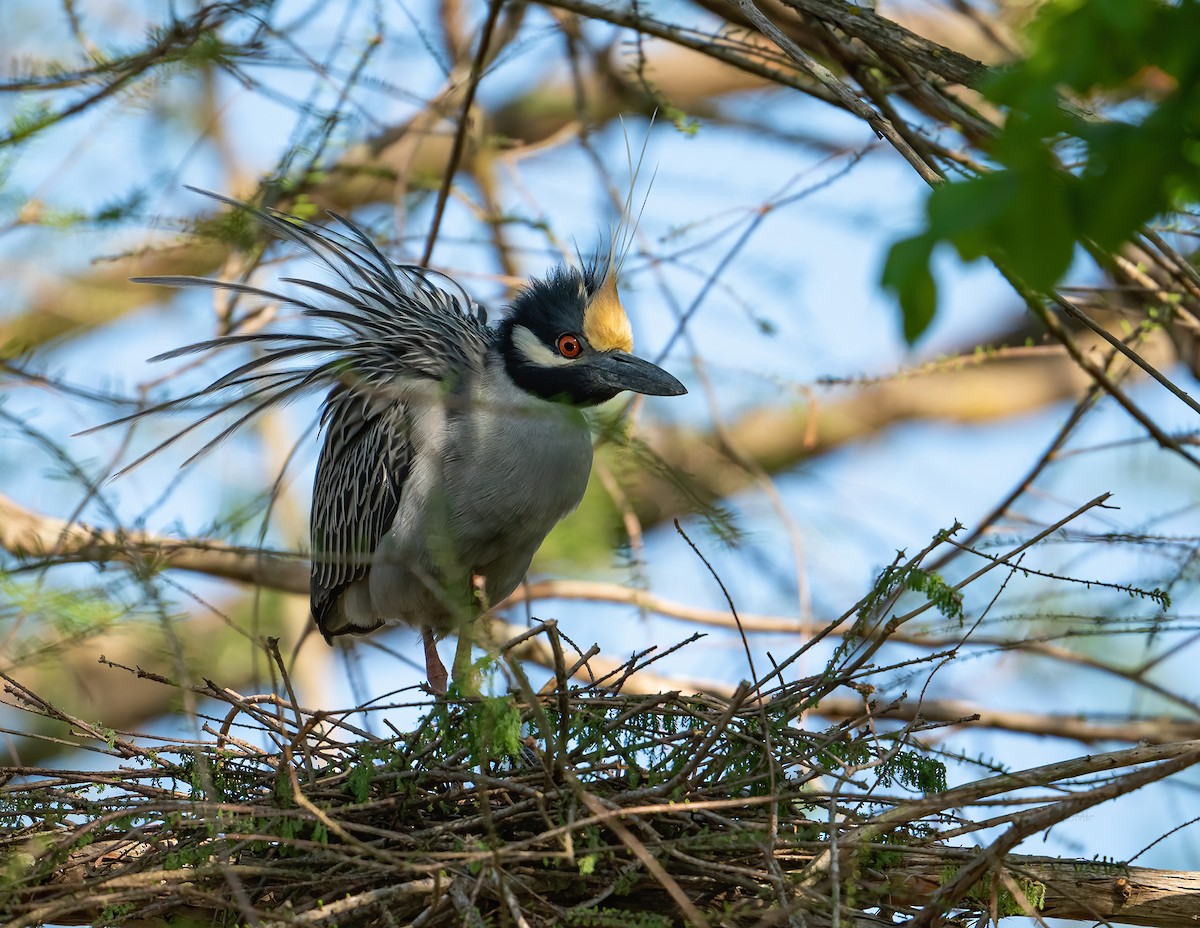 Yellow-crowned Night Heron - Bill Morris