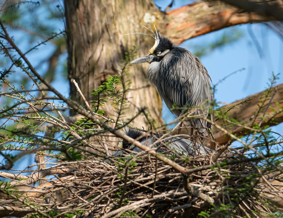 Yellow-crowned Night Heron - ML322089091