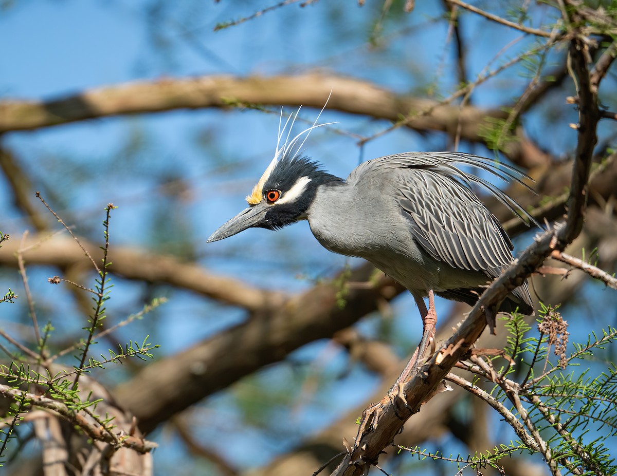 Yellow-crowned Night Heron - ML322089101